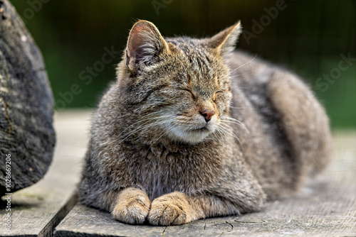 Photography The European Wild Cat