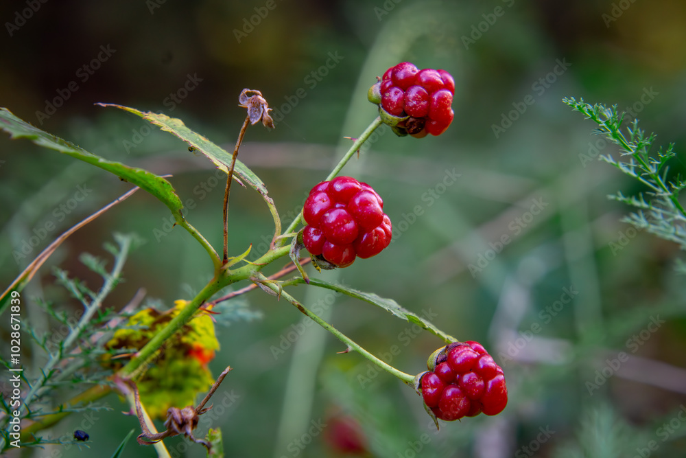 red blackberries in the autumn forest red blackberries in the autumn forest