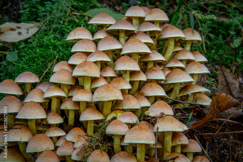 mushroom colony in the forest, mushrooms growing in a group in the forest in autumn on a large tree trunk. mushrooms that look like a pyramid. blurred background photo