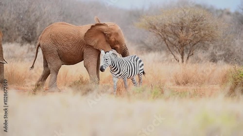 African elephant in the savannah.