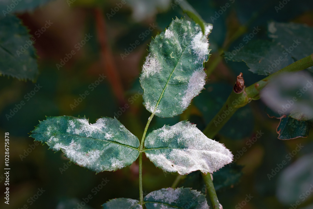 Fungal powdery mildew infection on rose hip leaves, visible white spots on green foliage. White fungus coating green leaves and damaging foliage. Selective focus. Fungal powdery mildew infection on rose hip leaves, visible white spots on green foliage. White fungus coating green leaves and damaging foliage. Selective focus.