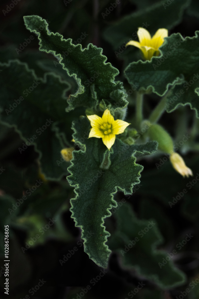 Fototapeta premium Close up of yellow flower