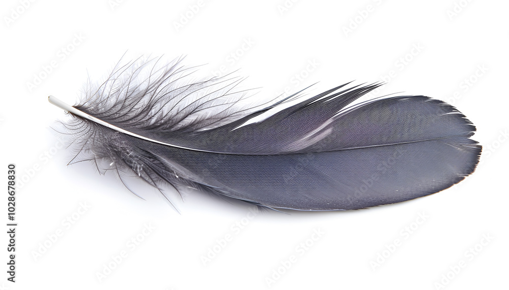 Beautiful grey bird feather isolated on white Beautiful grey bird feather isolated on white