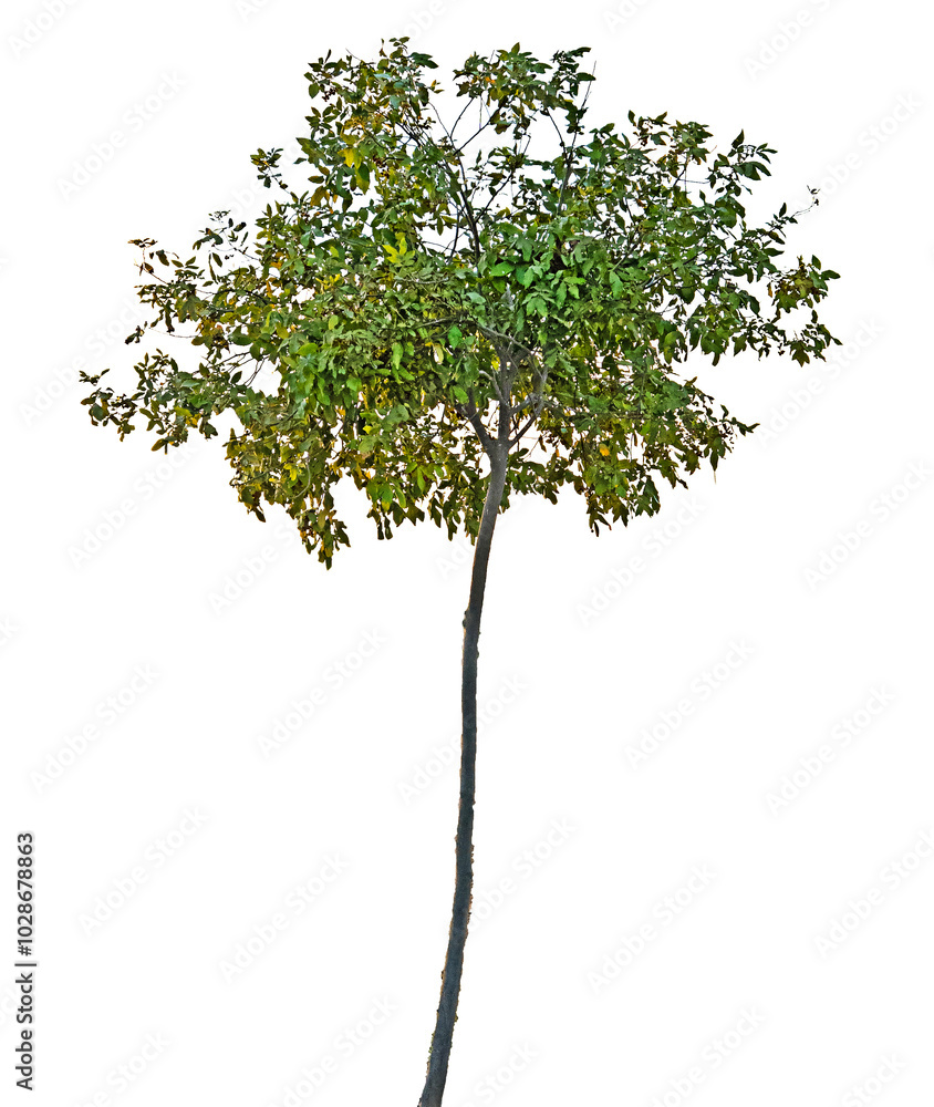 Obraz premium Tree isolated on white background