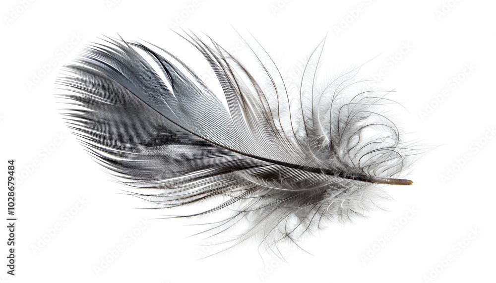 Beautiful grey bird feather isolated on white Beautiful grey bird feather isolated on white
