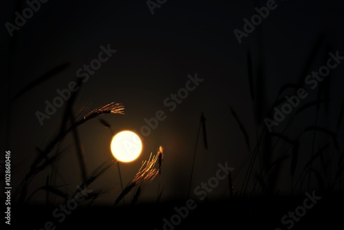 fullmoon and wheats at night photo