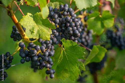 Wallpaper Mural Vignobles de Moselle en France. Grosses grappes de raisin en septembre avant les vendanges. Cépages Muller-Thurgau, Auxerrois, Pinot noir , Pinot gris.  Torontodigital.ca