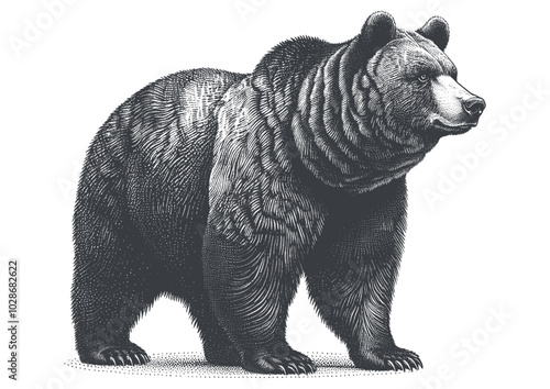 bear vector, bear silhouette, bear illustrations 