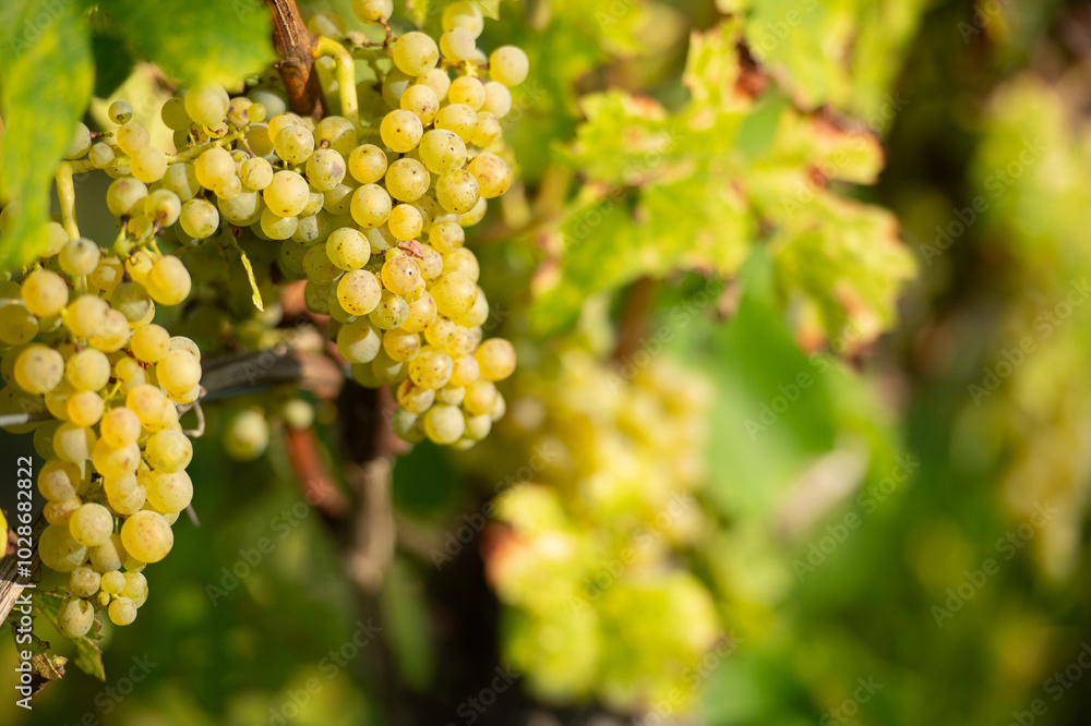 Vignobles de Moselle en France. Grosses grappes de raisin en septembre avant les vendanges. Cépages Muller-Thurgau, Auxerrois, Pinot noir , Pinot gris. Vignobles de Moselle en France. Grosses grappes de raisin en septembre avant les vendanges. Cépages Muller-Thurgau, Auxerrois, Pinot noir , Pinot gris.
