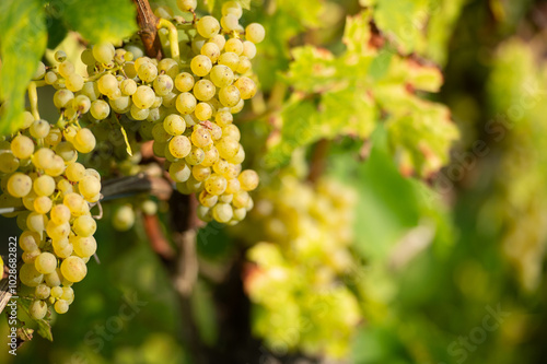 Vignobles de Moselle en France. Grosses grappes de raisin en septembre avant les vendanges. Cépages Muller-Thurgau, Auxerrois, Pinot noir , Pinot gris. 