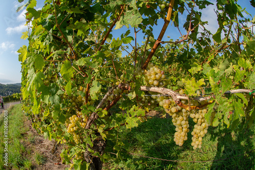 Vignobles de Moselle en France. Grosses grappes de raisin en septembre avant les vendanges. Cépages Muller-Thurgau, Auxerrois, Pinot noir , Pinot gris. 