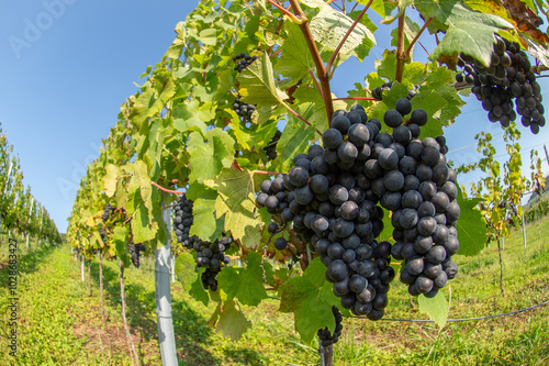 Fotografie Vignobles de Moselle en France