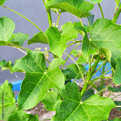 Jatropha tree in the yard photo