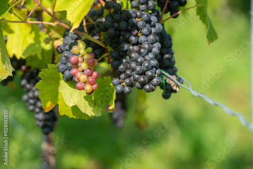 Wallpaper Mural Vignobles de Moselle en France. Grosses grappes de raisin en septembre avant les vendanges. Cépages Muller-Thurgau, Auxerrois, Pinot noir , Pinot gris.  Torontodigital.ca
