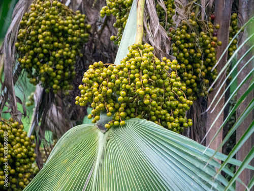 Fruits of the Fiji fan palm (Pritchardia pacifica) or Piu. Taken in the spice garden Le Jardin du Roi on Mahé, Seychelles. photo