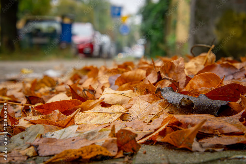 leaves falling from trees scattered by the wind. piles of autumn leaves. yellow and orange leaves, cleaning the city street. urban landscape autumn season. rainy and humid weather leaves falling from trees scattered by the wind. piles of autumn leaves. yellow and orange leaves, cleaning the city street. urban landscape autumn season. rainy and humid weather