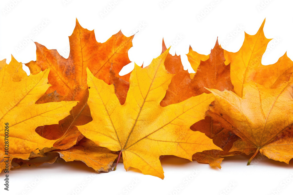A row of yellow leaves are on a white background A row of yellow leaves are on a white background