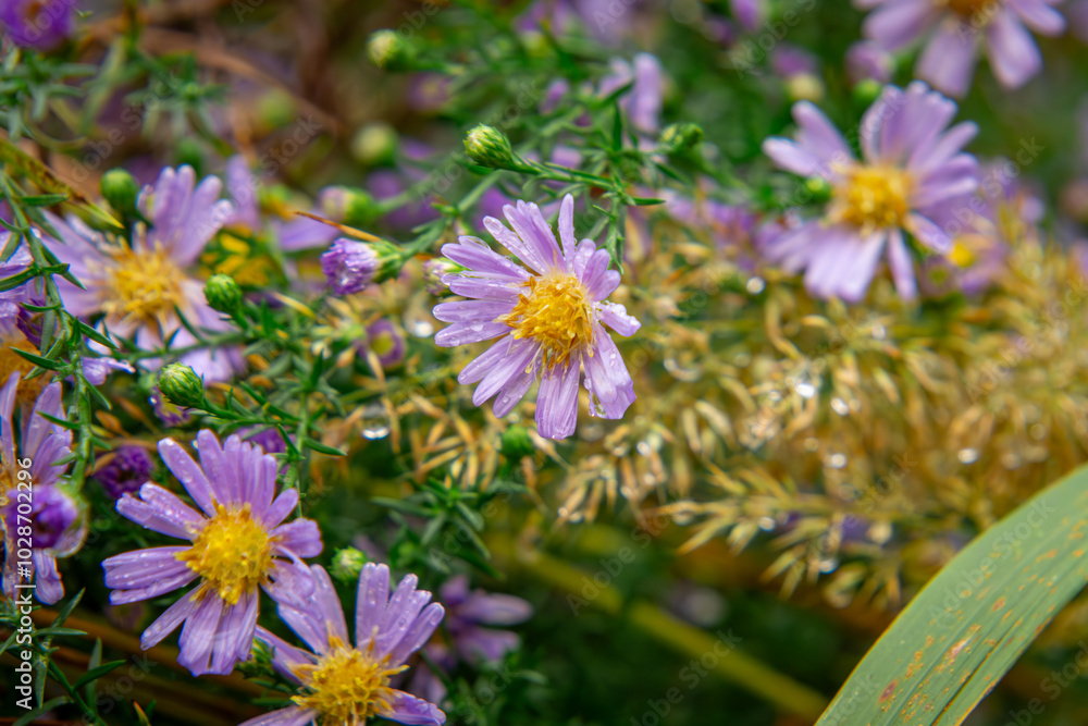 Obraz premium close-up of blooming blue Aster flowers among ornamental grasses in a flower bed in the garden.