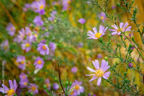 close-up of blooming blue Aster flowers among ornamental grasses in a flower bed in the garden. photo