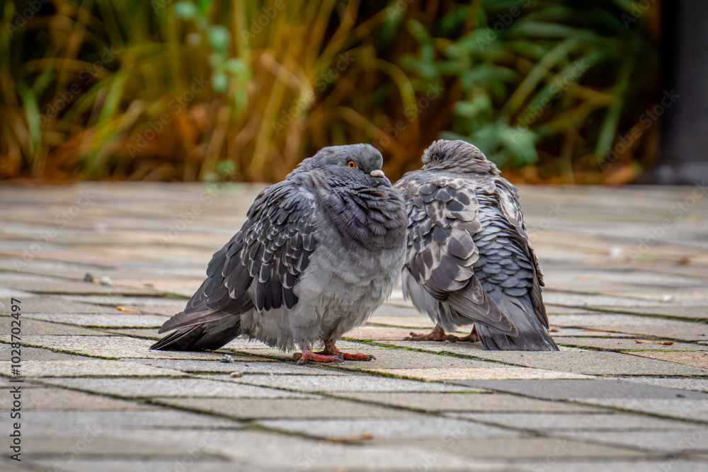 Obraz premium two wet pigeon birds with their heads hidden in their feathers stand on the street in the city on a rainy autumn day.