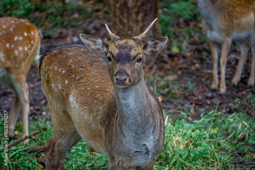 Fototapeta Naklejka Na Ścianę i Meble -  group of fallow deer standing in a green clearing in the forest. male and female mammals