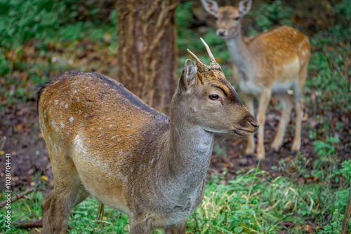 Fototapeta Naklejka Na Ścianę i Meble -  group of fallow deer standing in a green clearing in the forest. male and female mammals