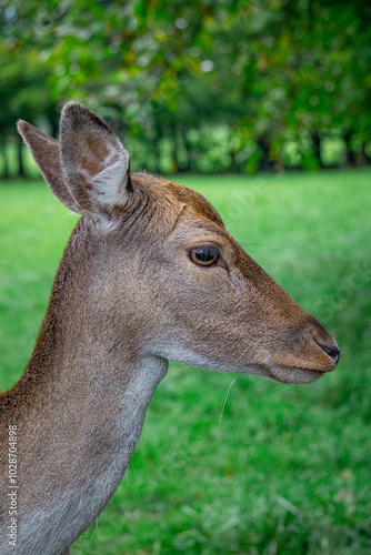 Fototapeta Naklejka Na Ścianę i Meble -  fallow deer dama dama standing in the forest on a green glade. male and female mammals. a species of mammal from the deer family. side portrait of a wild animal