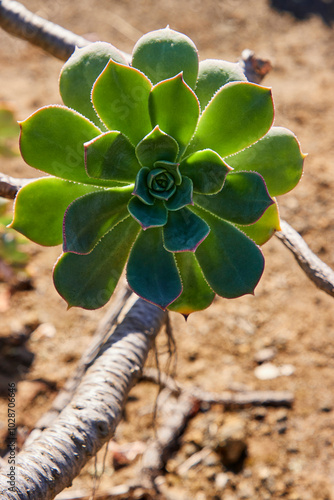 Close up einer Crassulaceae Pfanze photo