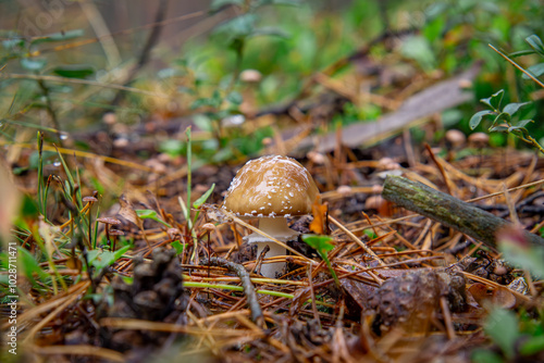 brown Spotted Toadstool, a poisonous mushroom growing in the forest. blurry background. photo