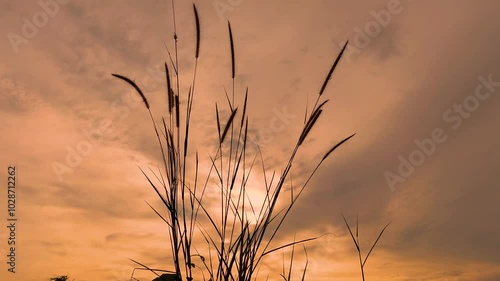 silhouette of Imperata cylindrica swaying with sunset background photo