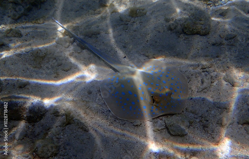 bluespotted ribbontail ray photo