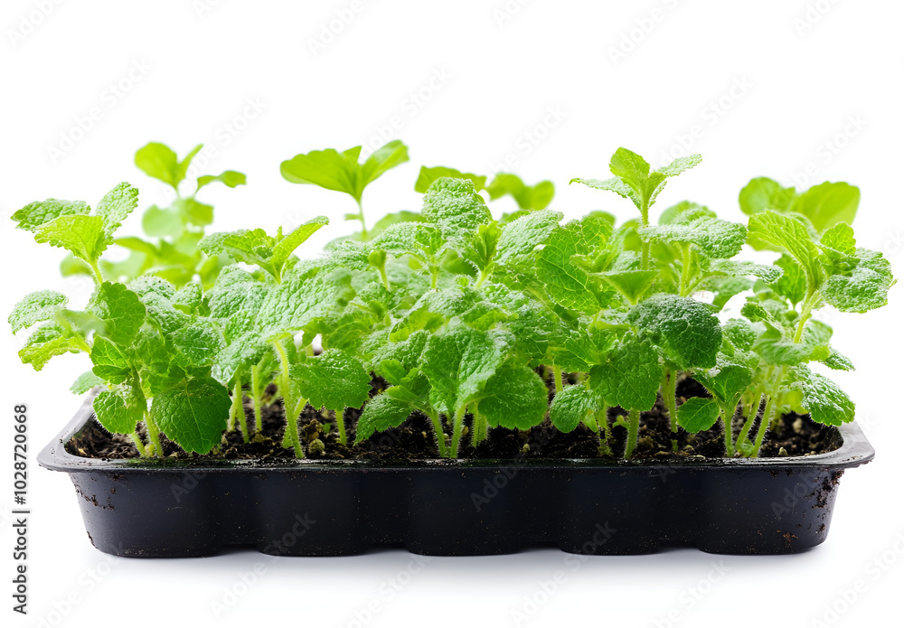 Isolated fresh mint plant in soil on a white background, emphasizing its vibrant green leaves and healthy growth. Isolated fresh mint plant in soil on a white background, emphasizing its vibrant green leaves and healthy growth.