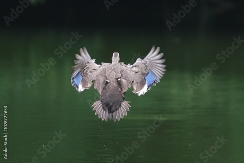 eurasian spot billed duck in a pond photo