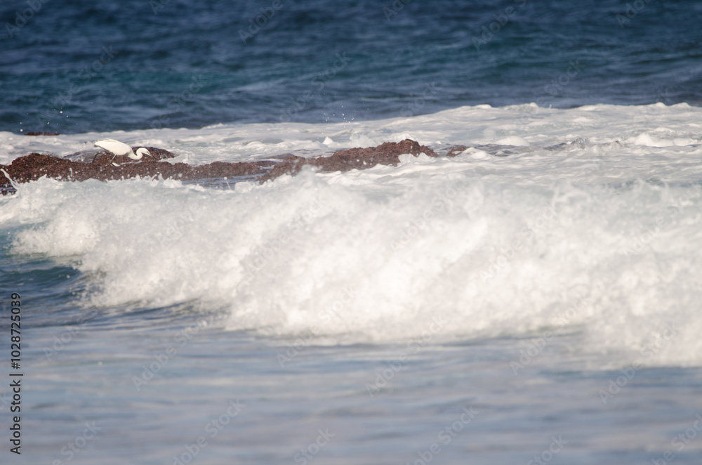 Little egret Egretta garzetta fishing among the waves. Los Dos Roques. Galdar. Gran Canaria. Canary Islands. Spain. Little egret Egretta garzetta fishing among the waves. Los Dos Roques. Galdar. Gran Canaria. Canary Islands. Spain.
