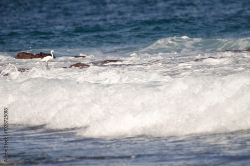 Little egret Egretta garzetta among the waves. Los Dos Roques. Galdar. Gran Canaria. Canary Islands. Spain.