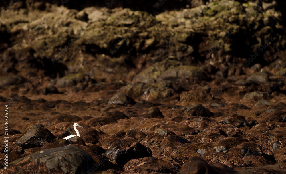 Fototapeta premium Little egret Egretta garzetta. Los Dos Roques. Galdar. Gran Canaria. Canary Islands. Spain.