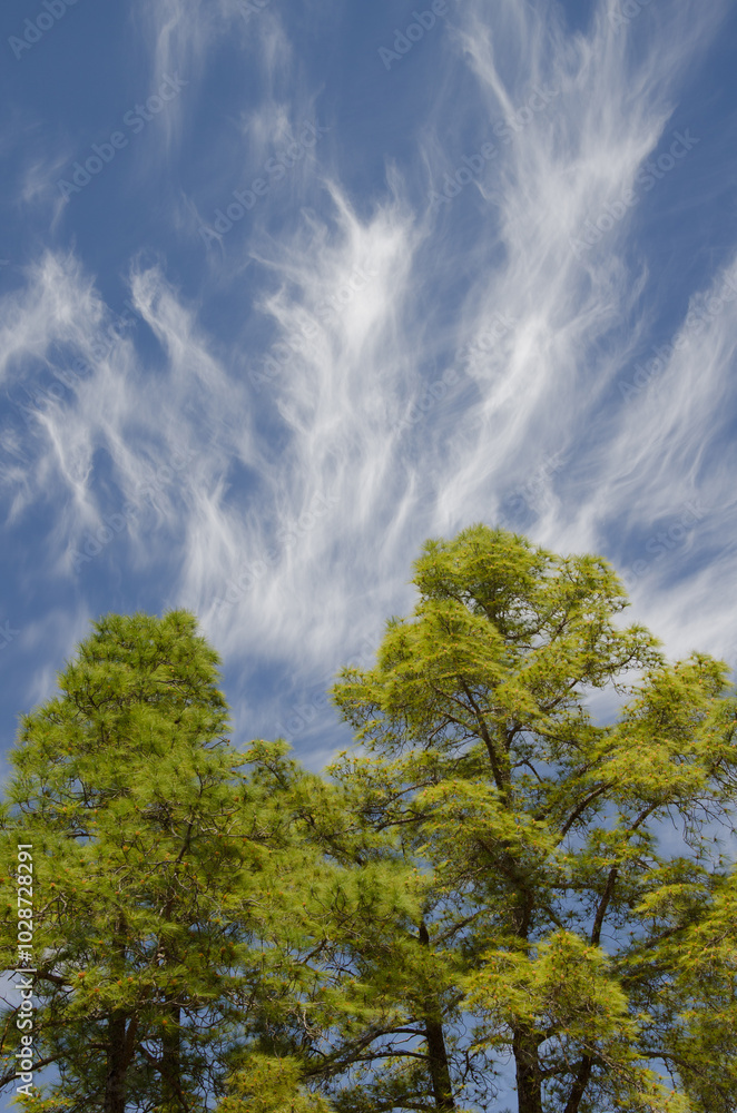 Forest of Canary Island pine Pinus canariensis and clouds. Integral Natural Reserve of Inagua. Tejeda. Gran Canaria. Canary Islands. Spain. Forest of Canary Island pine Pinus canariensis and clouds. Integral Natural Reserve of Inagua. Tejeda. Gran Canaria. Canary Islands. Spain.