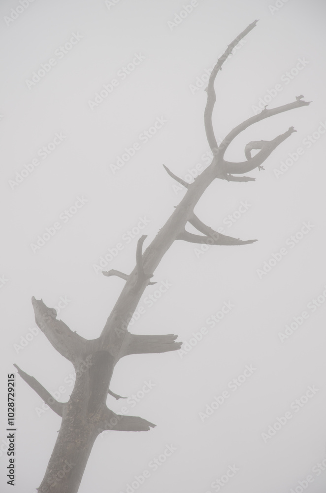 Fototapeta premium Trunk of a Canary Island pine Pinus canariensis dead in the fog. Alsandara Mountain. Reserve of Inagua. Tejeda. Gran Canaria. Canary Islands. Spain.