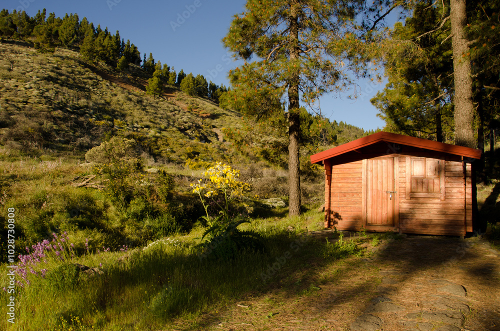 Wooden cabin in a forest of Canary Island pine Pinus canariensis. The Nublo Rural Park. Tejeda. Gran Canaria. Canary Islands. Spain. Wooden cabin in a forest of Canary Island pine Pinus canariensis. The Nublo Rural Park. Tejeda. Gran Canaria. Canary Islands. Spain.