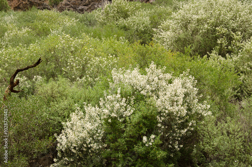 Shrubs of tree lucerne Chamaecytisus proliferus meridionalis in bloom. Nublo Rural Park. La Aldea de San Nicolas. Gran Canaria. Canary Islands. Spain.