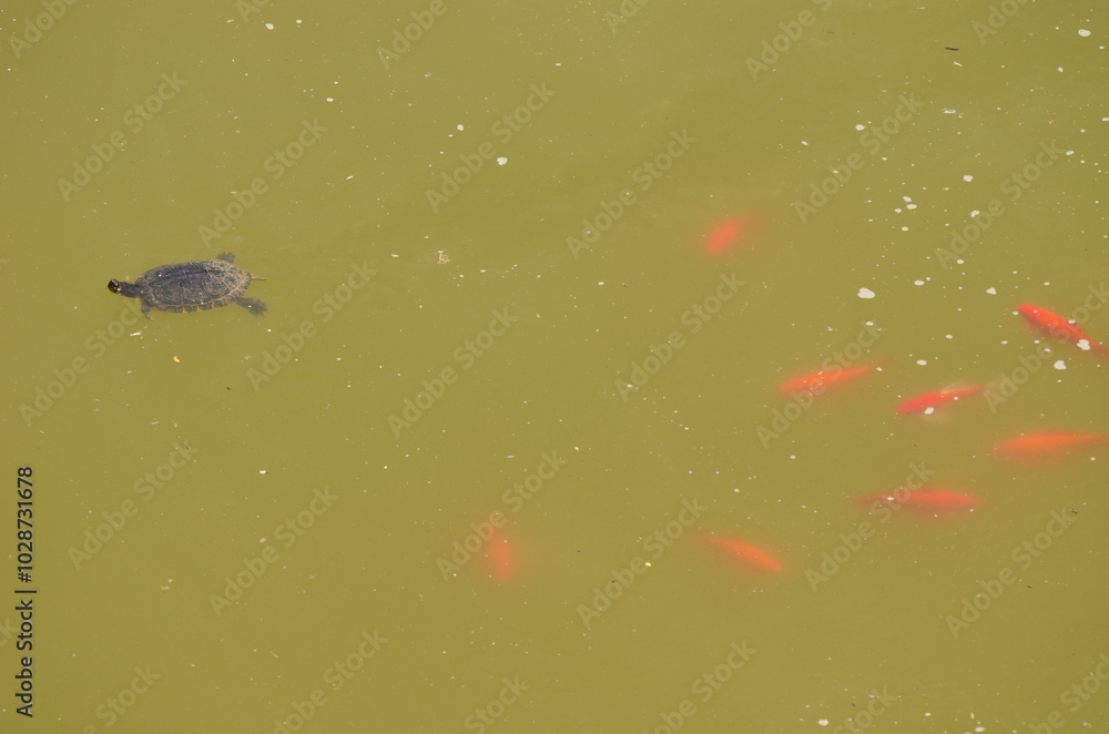 Pond slider Trachemys scripta and goldfish Carassius auratus. Cueva Grande. San Mateo. Gran Canaria. Canary Islands. Spain. Pond slider Trachemys scripta and goldfish Carassius auratus. Cueva Grande. San Mateo. Gran Canaria. Canary Islands. Spain.