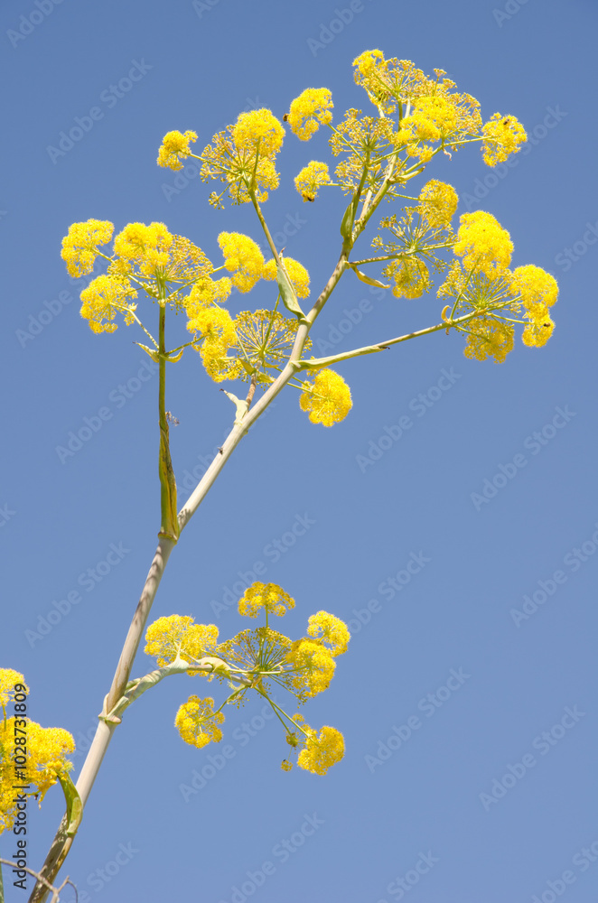 Ferula linkii in flower. Gran Canaria. Canary Islands. Spain. Ferula linkii in flower. Gran Canaria. Canary Islands. Spain.