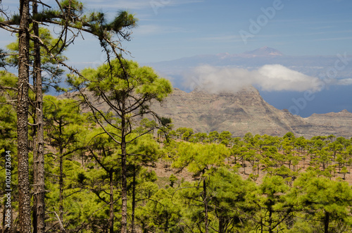 Forest of Canary Island pine Pinus canariensis, Guigui massif and island of Tenerife. La Aldea de San Nicolas. Gran Canaria. Canary Islands. Spain. photo