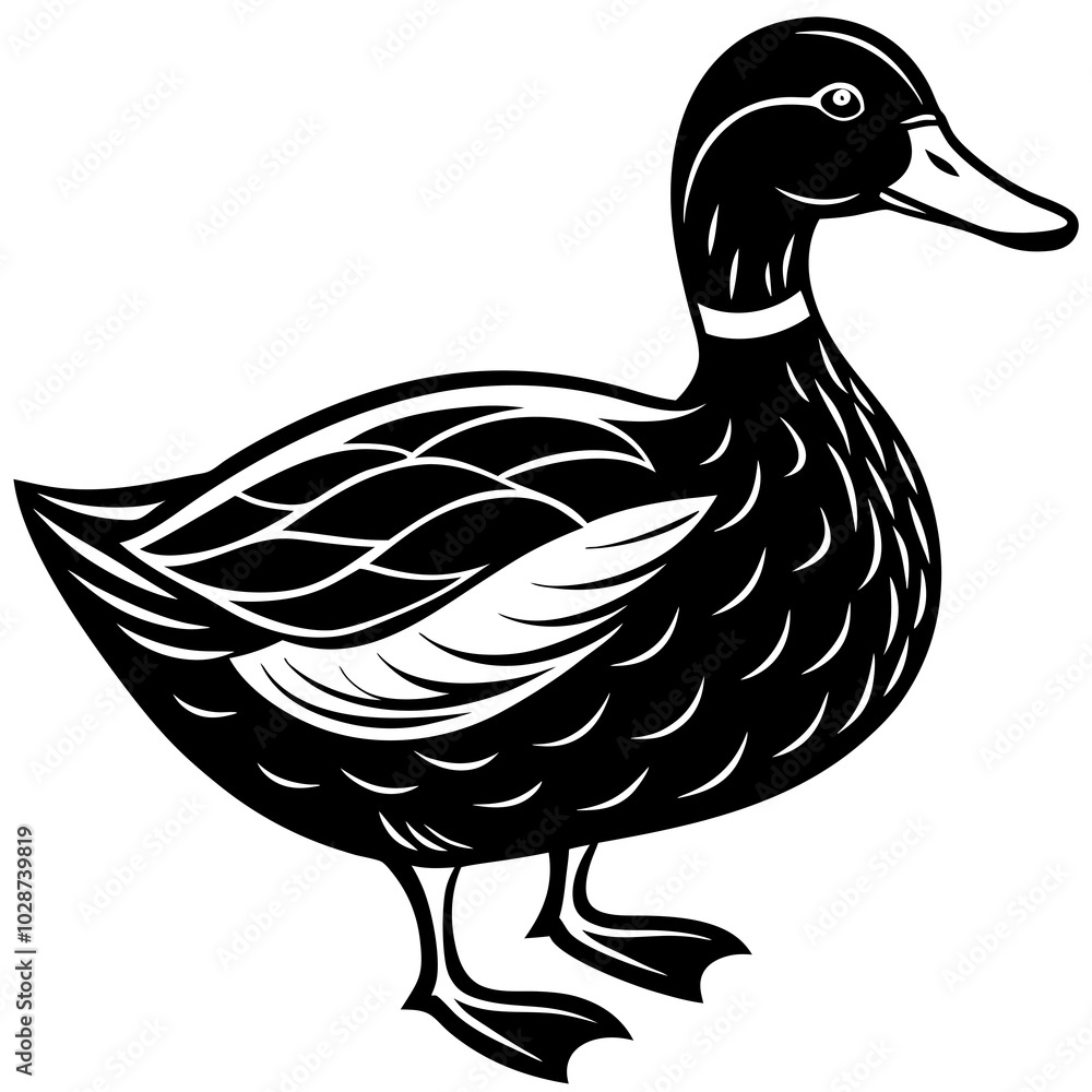 duck isolated on white background duck isolated on white background