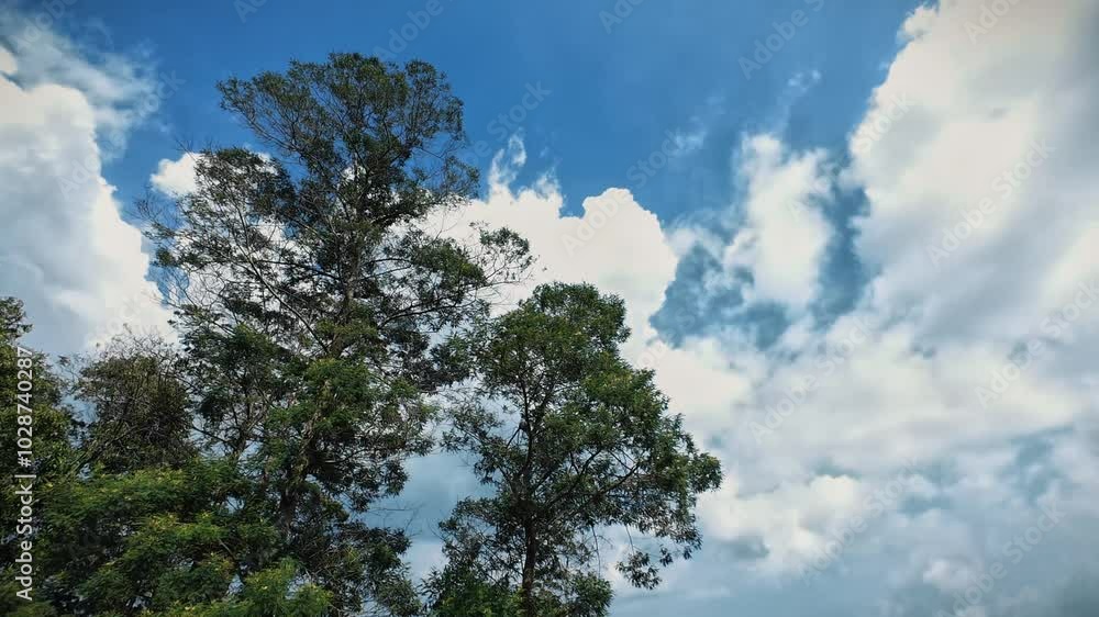 Windblown trees with blue sky and cloudy background Windblown trees with blue sky and cloudy background