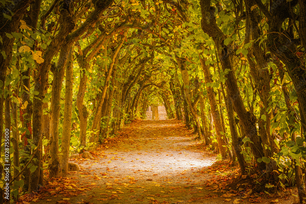 Herbsttunnel Herbsttunnel
