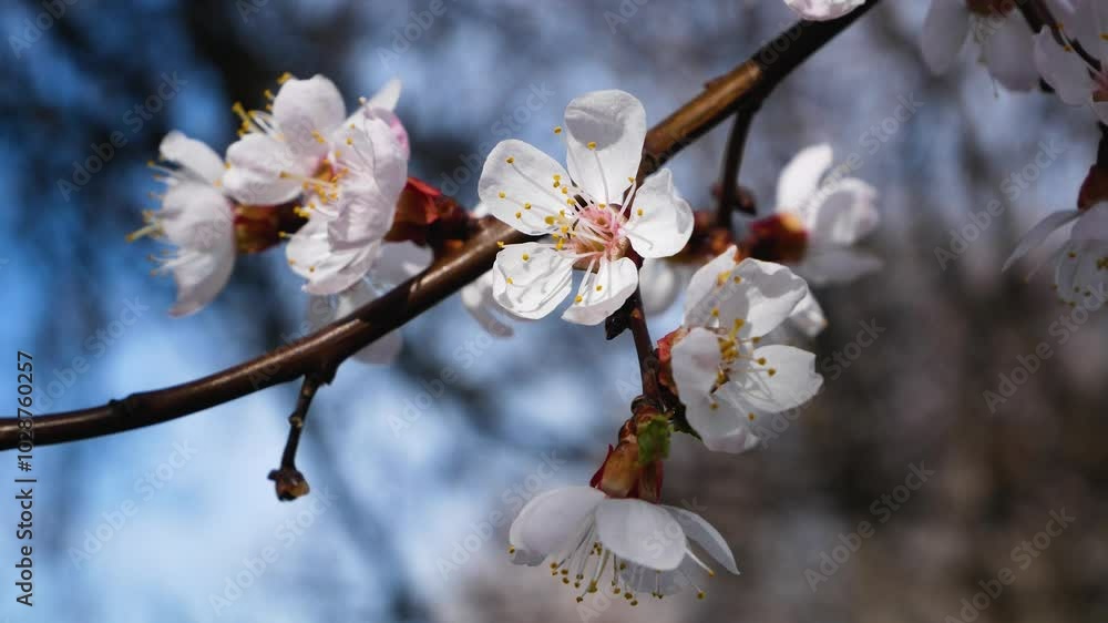 White apricot flowers on a branch against a blue sky. Spring blooming gardens. White apricot flowers on a branch against a blue sky. Spring blooming gardens.