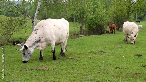 Cows with small calves grazing in meadow with fresh green grass.  Animals are happily crunching  grass as they move around  free pasture.  Concept of agricultural industry and animal husbandry