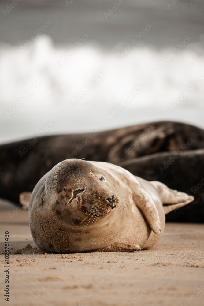 Young grey seal pup on a beach in Norfolk, UK Young grey seal pup on a beach in Norfolk, UK