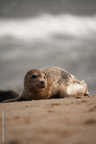 Young grey seal pup on a beach in Norfolk, UK